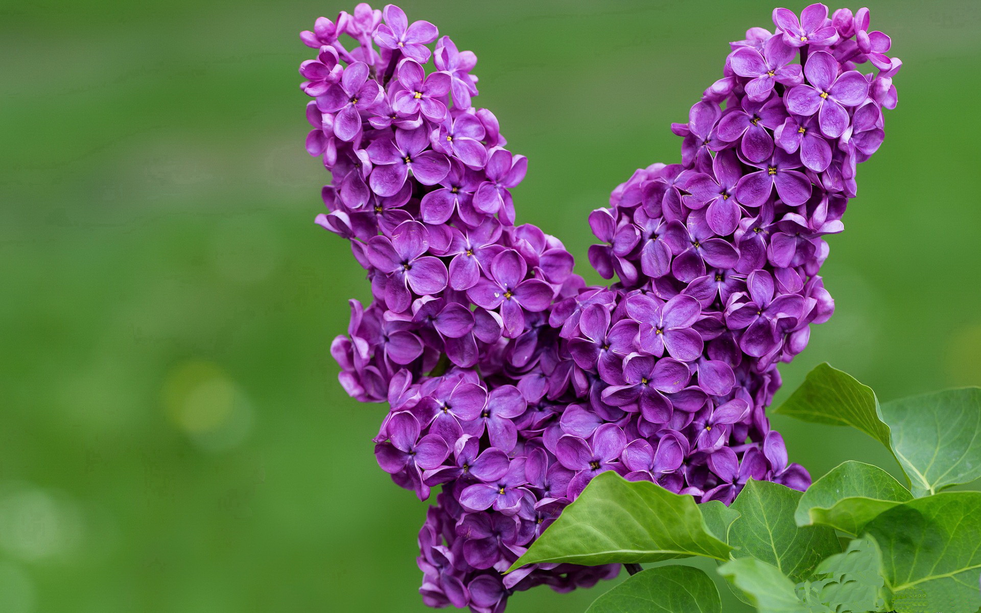 皇马利用局部优势打出快速推进，皇马的战术打法