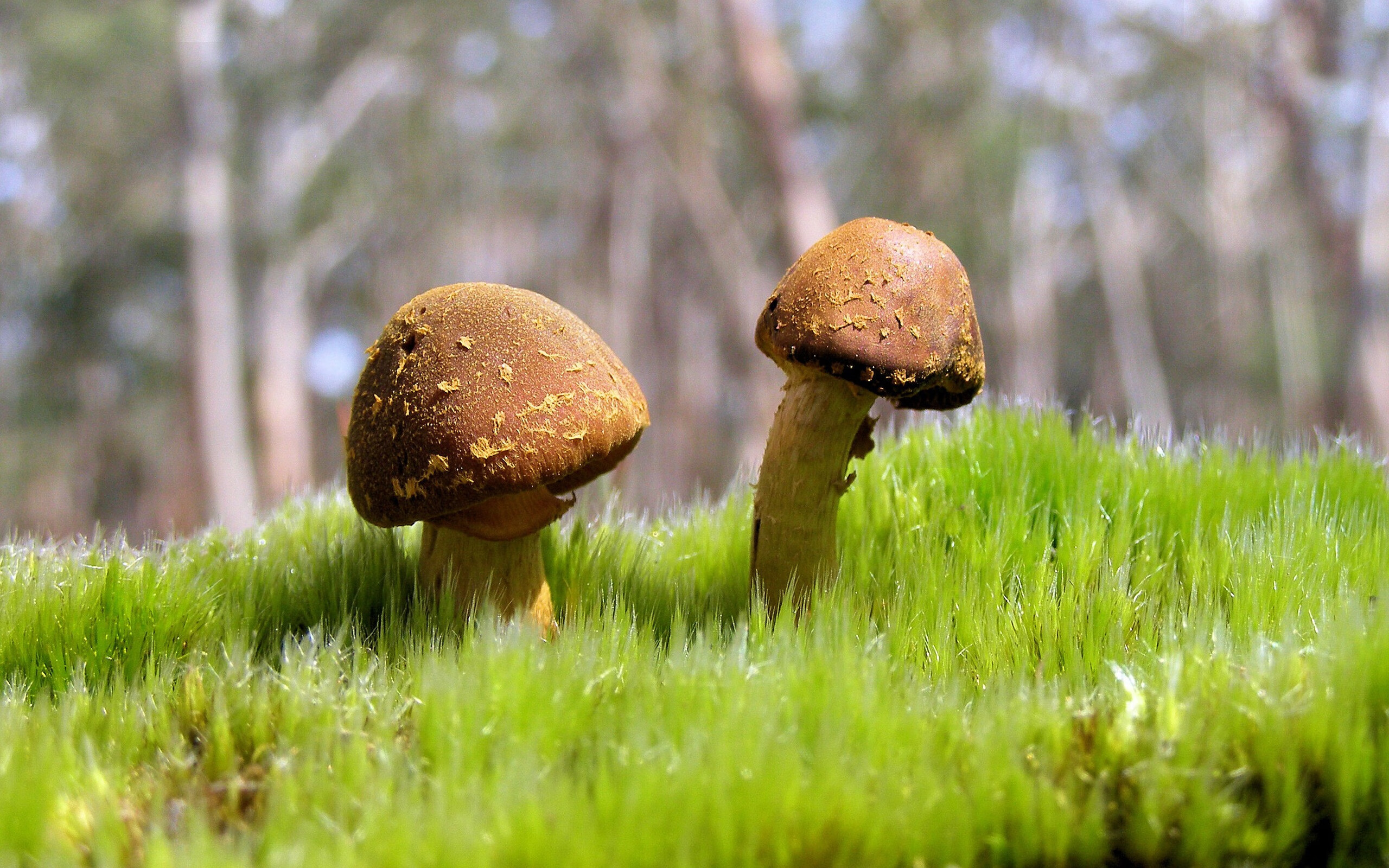 Kysports-水球快攻波兰男队节奏明快，波兰球系列