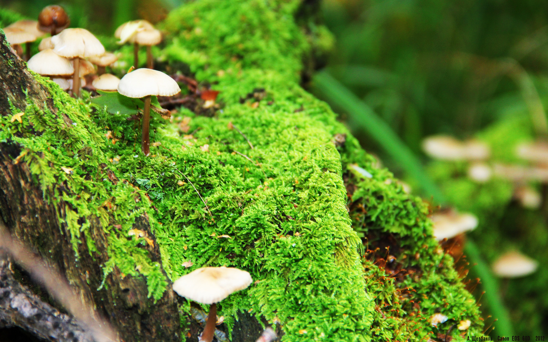 维尔·冯·威克：南非队前锋中的“重型坦克”，突破力极强